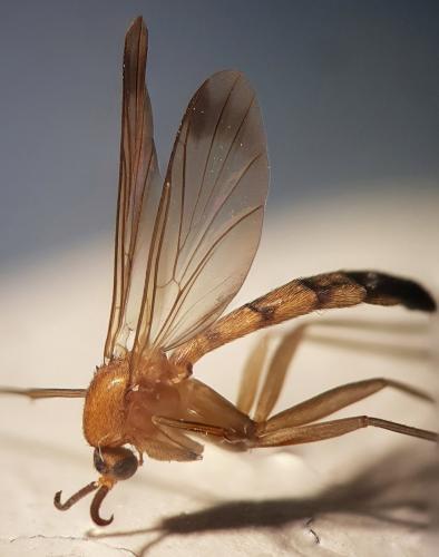 Orfelia fasciata